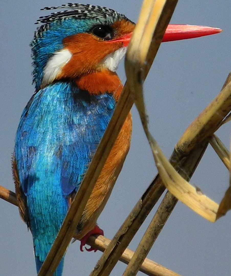 Kingfisher in Chobe