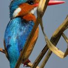 Kingfisher in Chobe