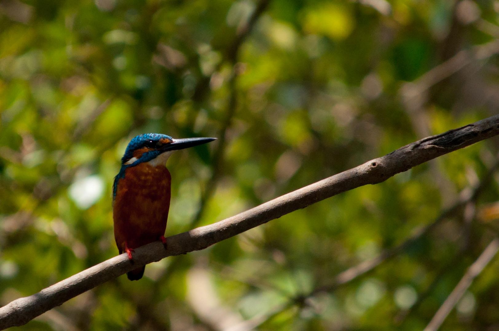 Kingfisher in Goa, India