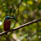 Kingfisher in Goa, India