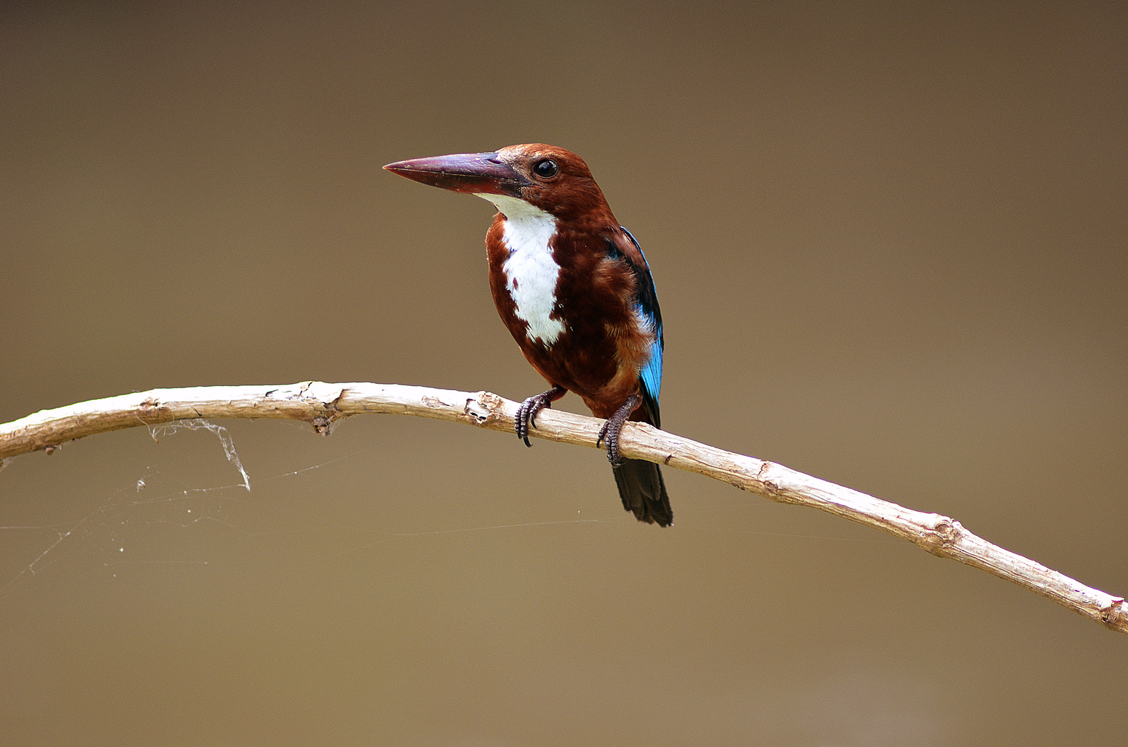 Kingfisher in Indien