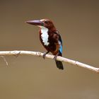 Kingfisher in Indien