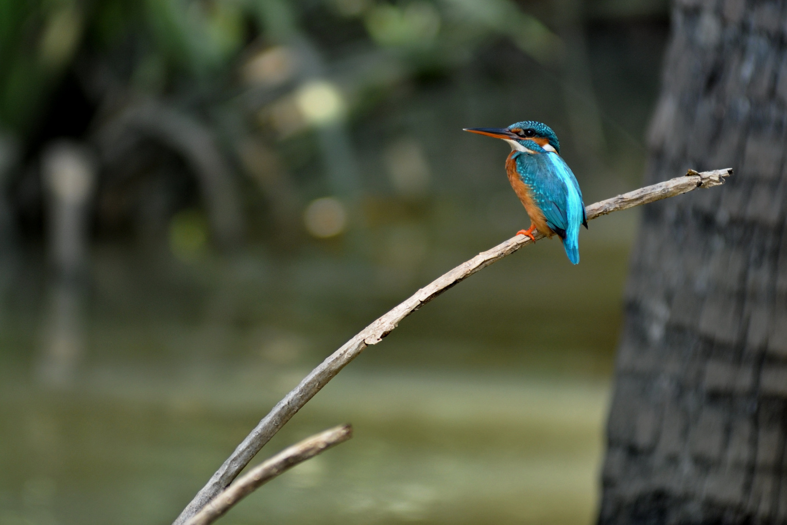 Kingfisher in Indien - Kerala