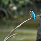 Kingfisher in Indien - Kerala