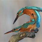 Kingfisher in love
