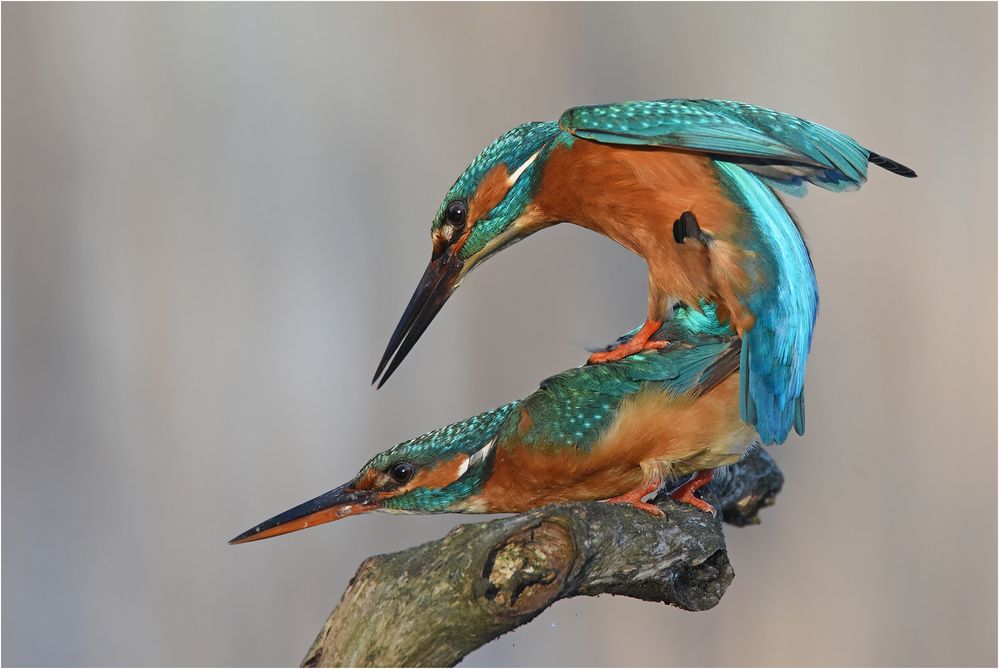 Kingfisher in love