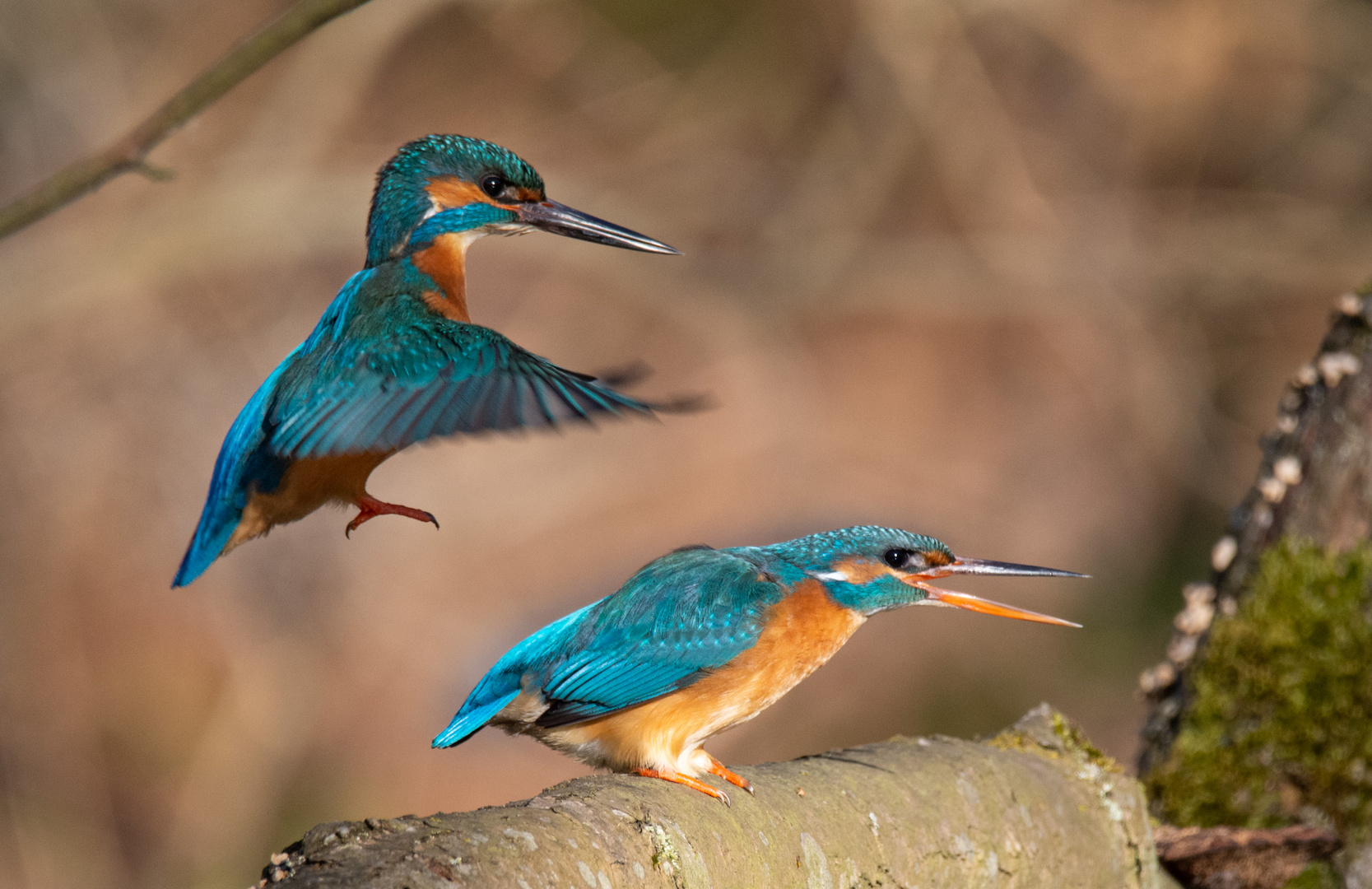 „Kingfisher in Love“