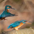 „Kingfisher in Love“