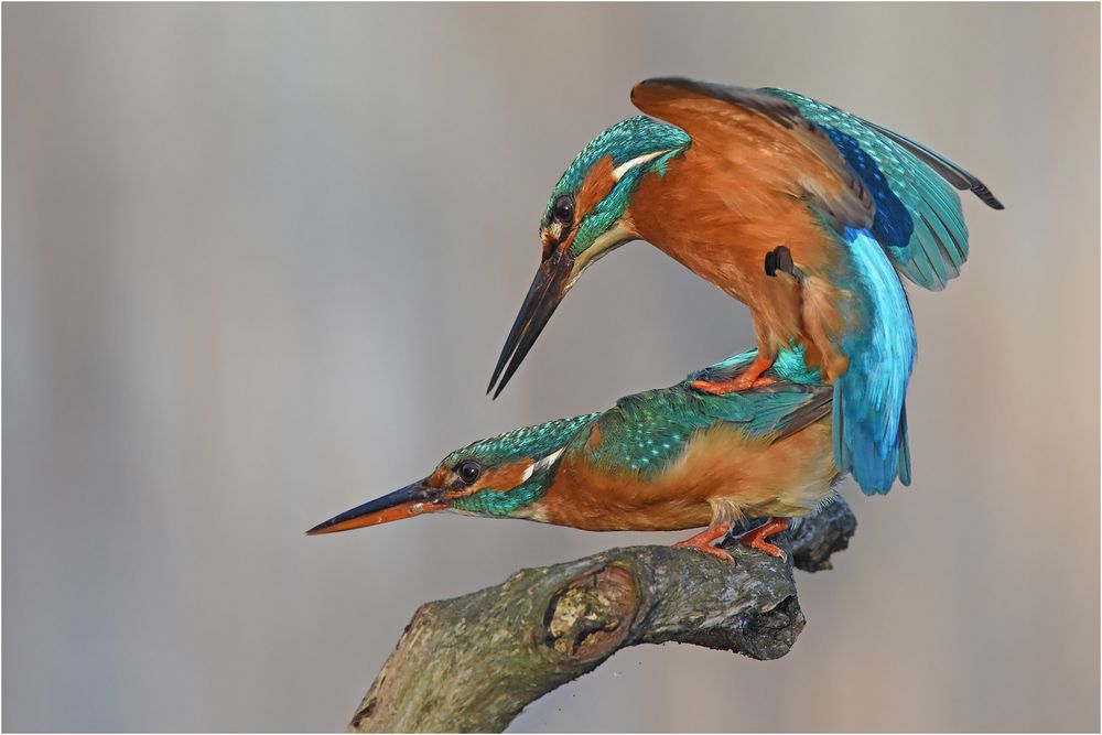 Kingfisher in love