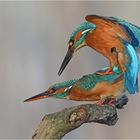 Kingfisher in love