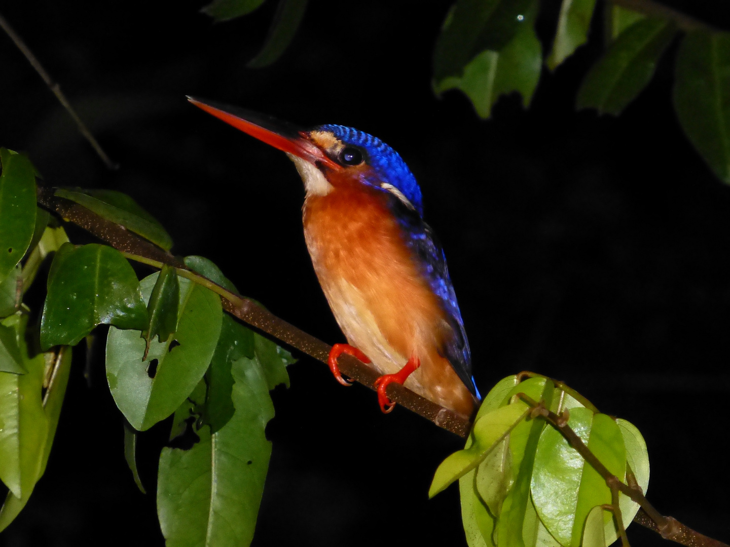 Kingfisher in Malaysia