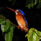 Kingfisher in Malaysia