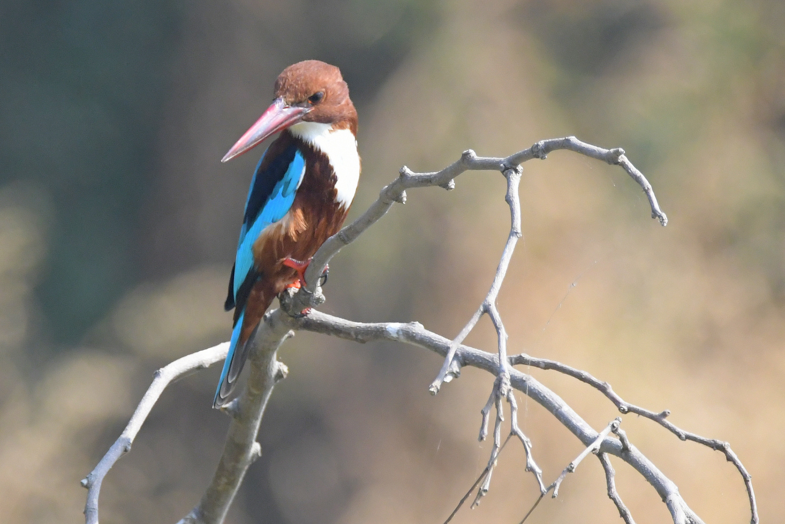 Kingfisher in the hunt