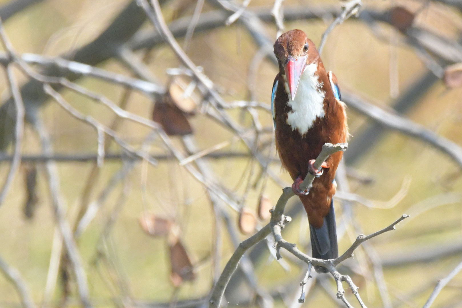 Kingfisher in the hunt