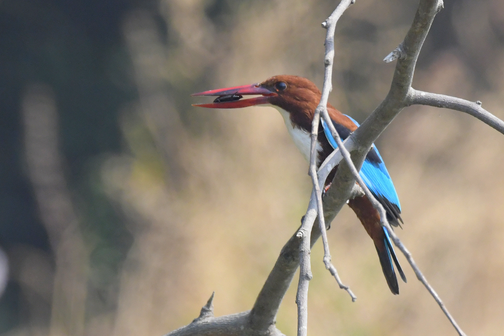 Kingfisher in the hunt