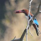 Kingfisher in the hunt