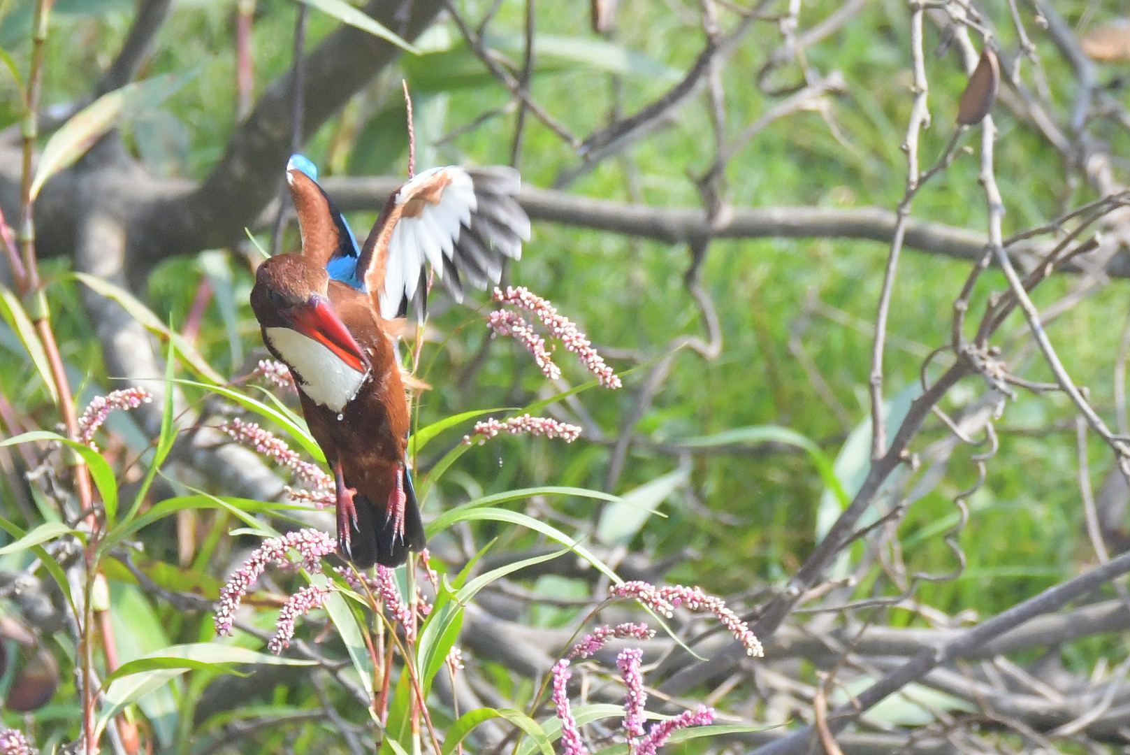 Kingfisher in the hunt