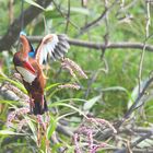 Kingfisher in the hunt