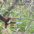 Kingfisher in the hunt