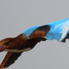 Kingfisher India