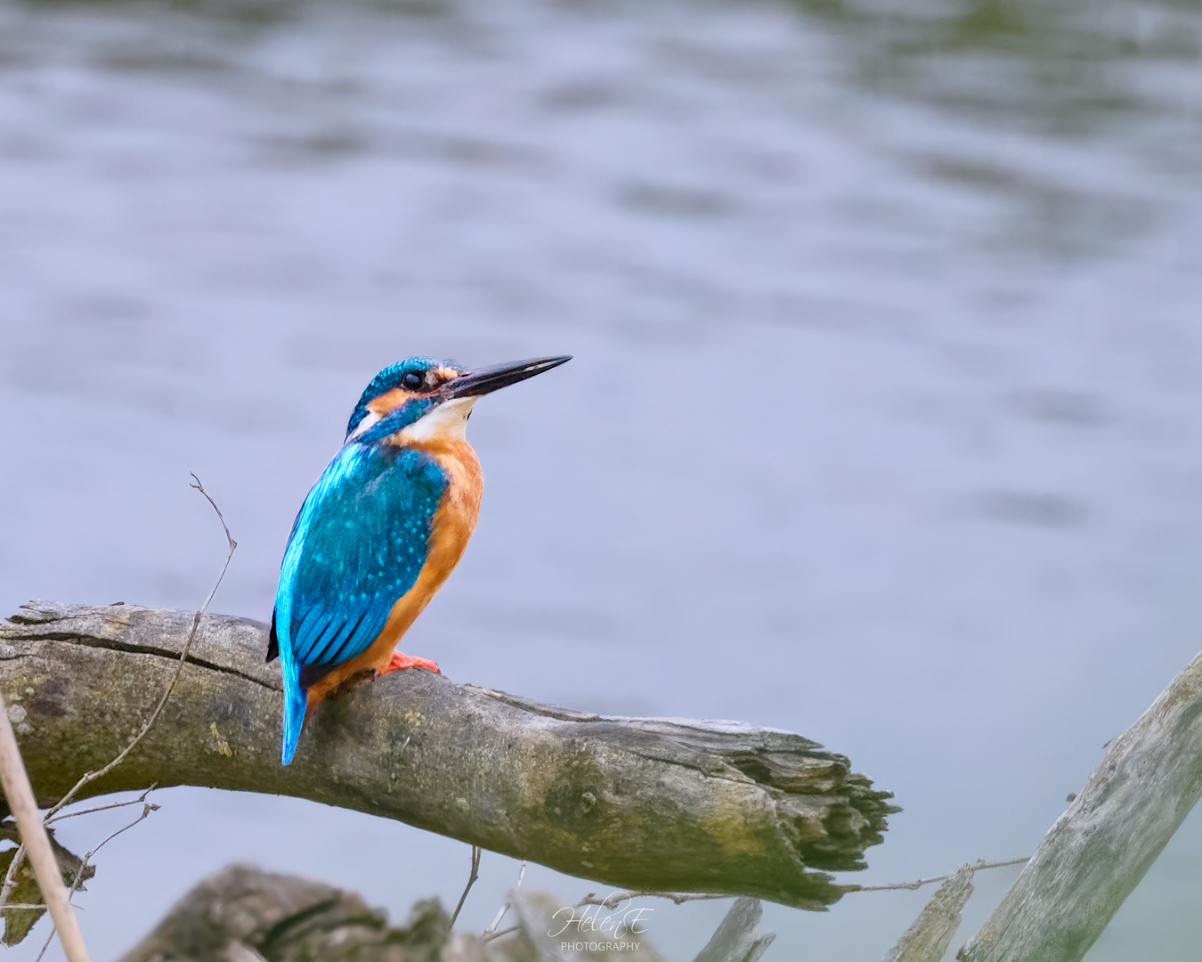 Kingfisher ... irgendwann erwische ich dich im Flug!