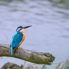 Kingfisher ... irgendwann erwische ich dich im Flug!