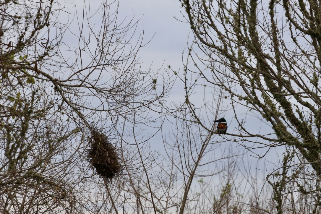 Kingfisher  -  Kanutour (III)