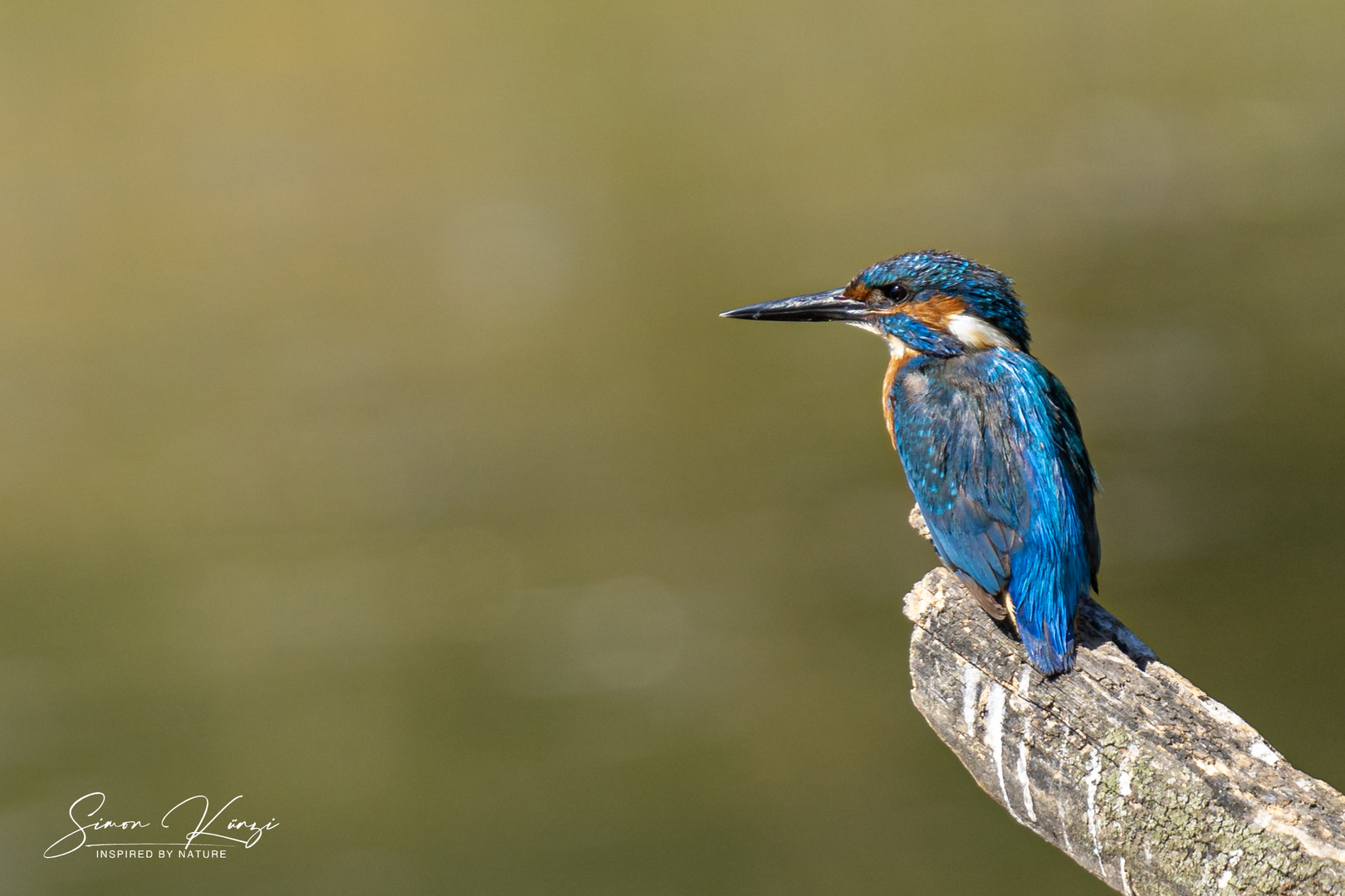 Kingfisher - King of fishes