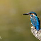 Kingfisher - King of fishes