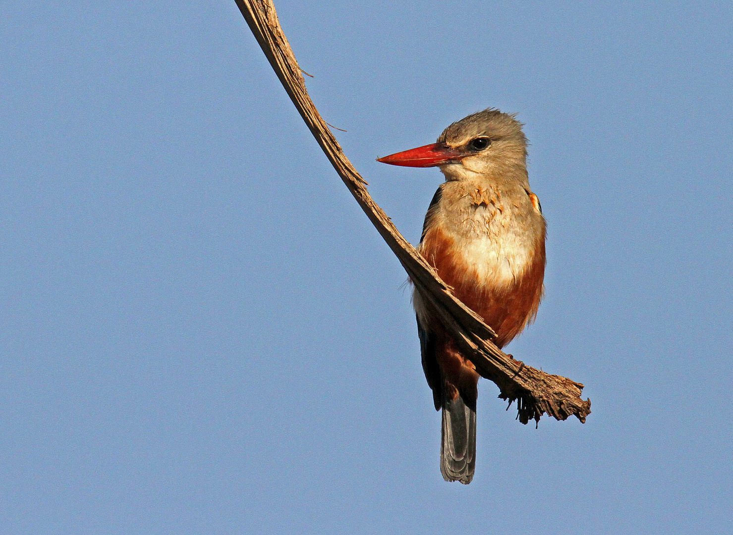 Kingfisher looks for prey