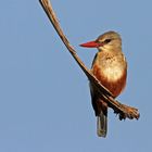 Kingfisher looks for prey