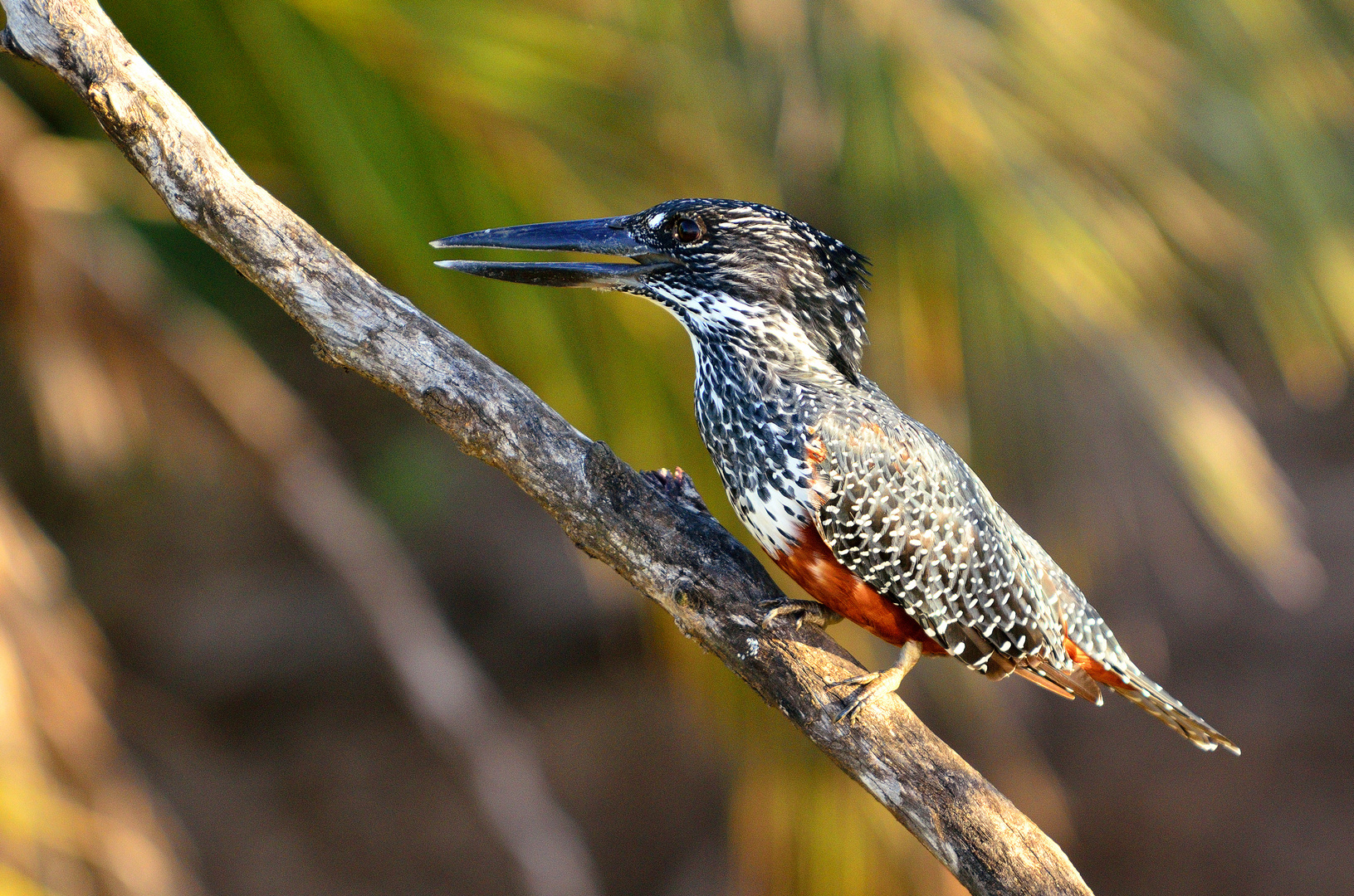 Kingfisher (m)