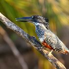 Kingfisher (m)