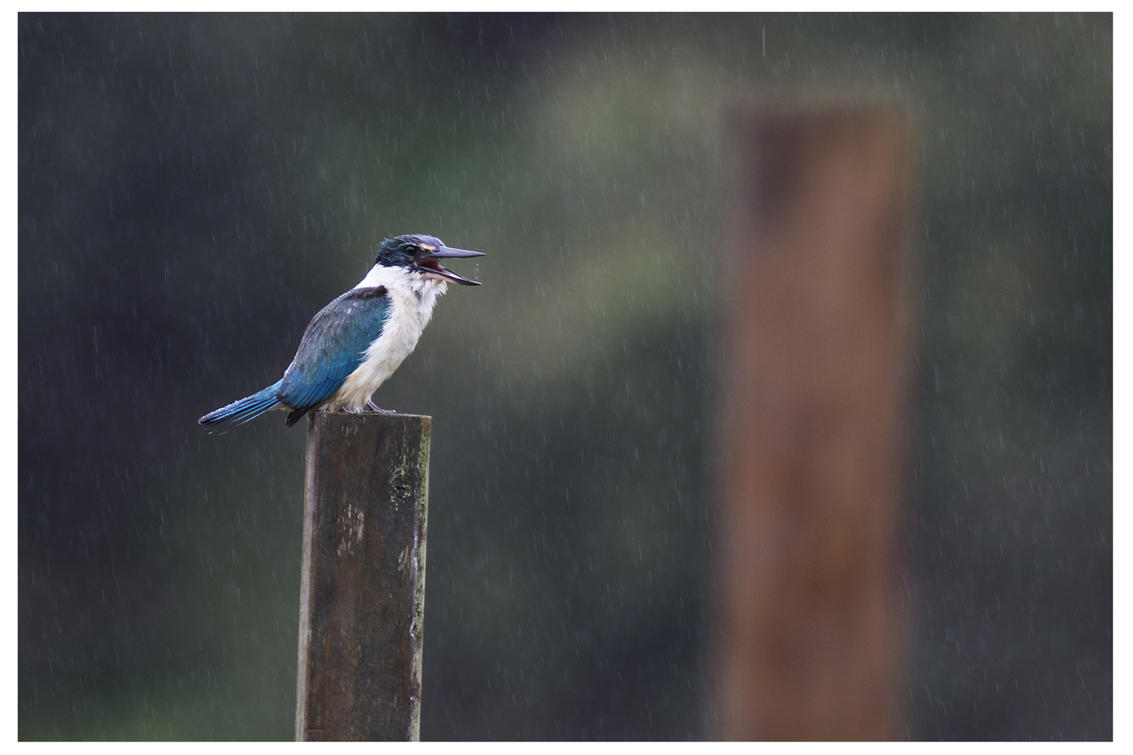 Kingfisher-Marin Pescatore