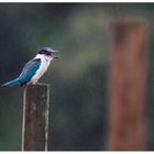 Kingfisher-Marin Pescatore