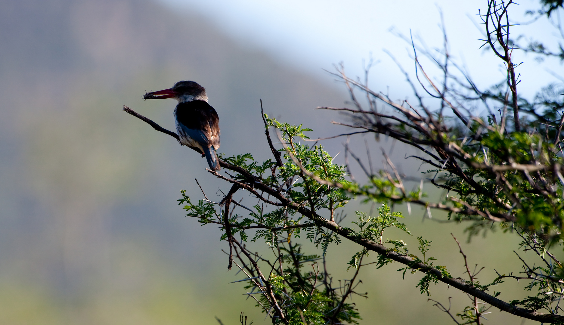 Kingfisher mit Beute