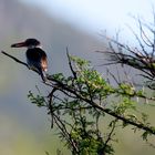 Kingfisher mit Beute