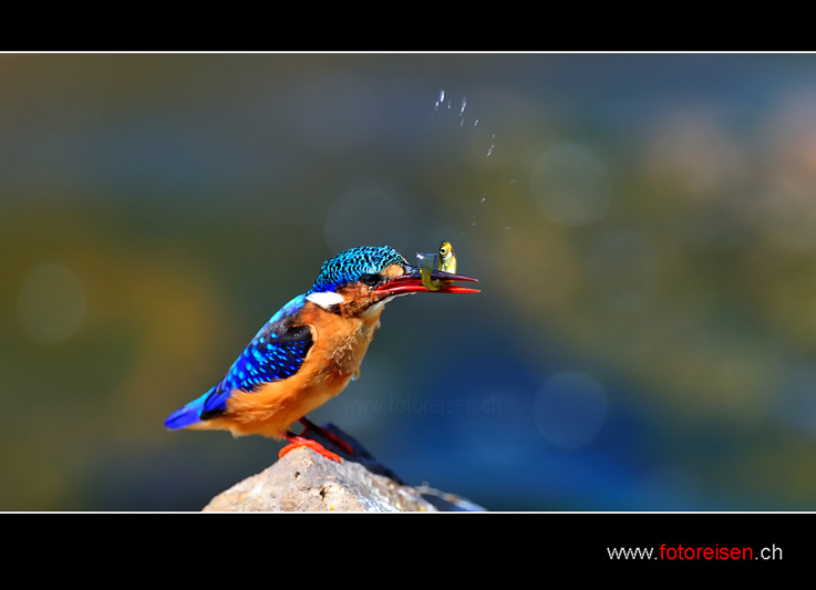 Kingfisher mit Beute