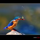 Kingfisher mit Beute