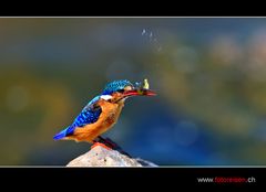 Kingfisher mit Beute