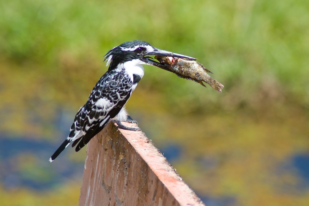 Kingfisher mit vollem Maul...