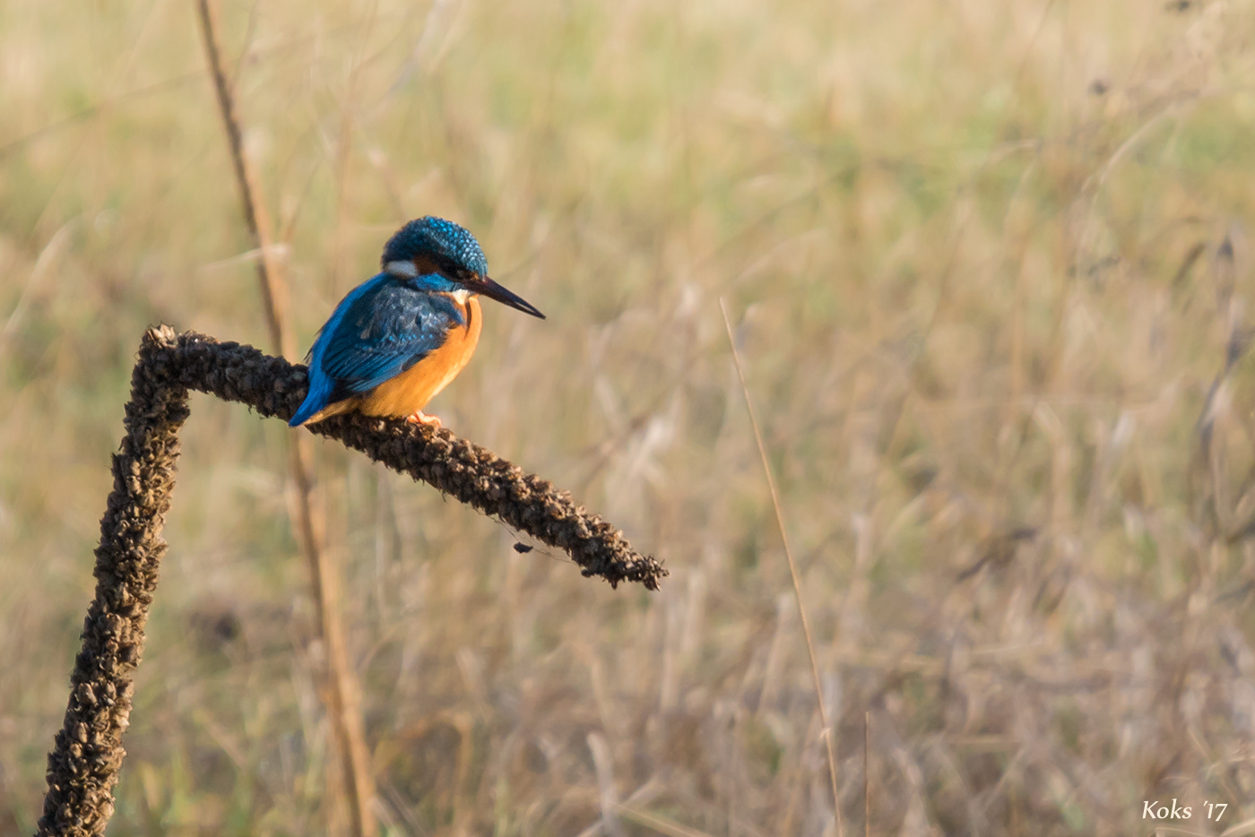 Kingfisher on Kingskerze