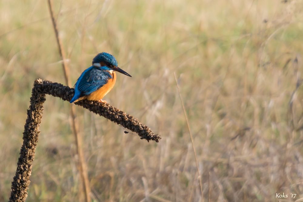 Kingfisher on Kingskerze