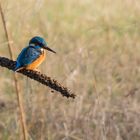 Kingfisher on Kingskerze