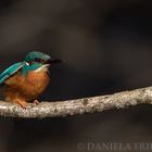 Kingfisher once more