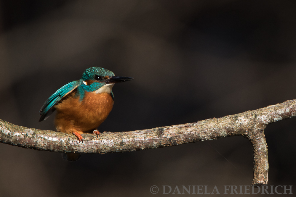 Kingfisher once more