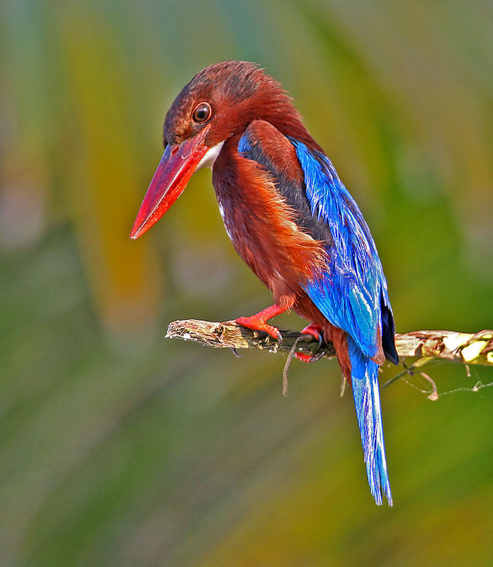 Kingfisher Portrait