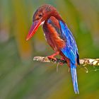 Kingfisher Portrait