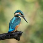 kingfisher portrait