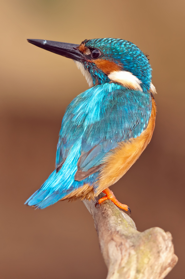 Kingfisher-Portrait